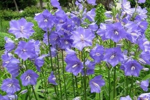 Campanula persicifolia ́takion blue ́6
